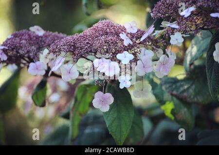 Violette und weiße Lacecap florets auf einer Hortensia aspera in Die Sommersonne Stockfoto