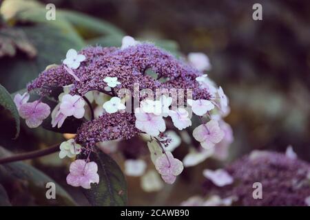 Violette und weiße Lacecap florets auf einer Hortensia aspera in Die Sommersonne Stockfoto