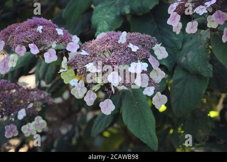 Violette und weiße Lacecap florets auf einer Hortensia aspera in Die Sommersonne Stockfoto