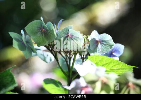 Grüne und blaue Lacecap florets auf einer Hortensia macrophylla in Die Sommersonne Stockfoto