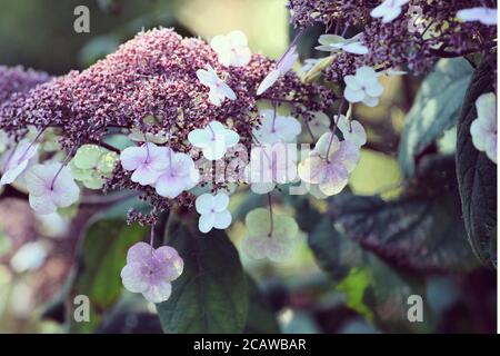 Violette und weiße Lacecap florets auf einer Hortensia aspera in Die Sommersonne Stockfoto