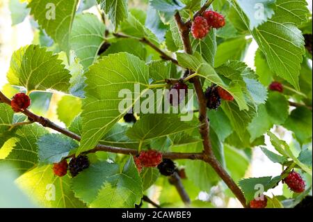 Maulbeeren (morus nigra) reifen auf einem Baum in der Sommersonne. Stockfoto