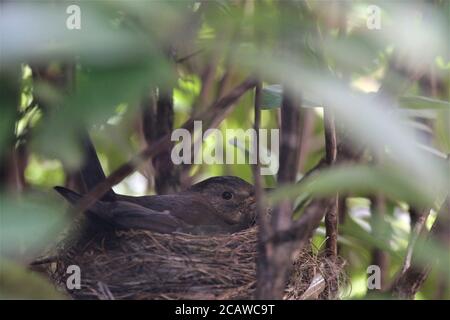 Singdrossel brütet auf dem Nest in einem Rhododendron-Busch Stockfoto