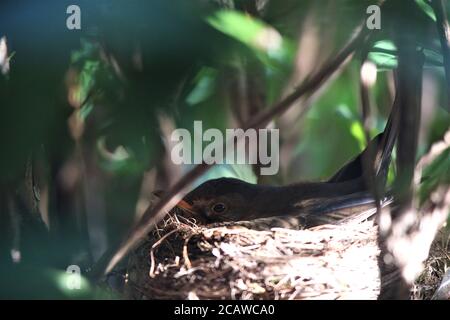 Singdrossel brütet auf dem Nest in einem Rhododendron-Busch Stockfoto