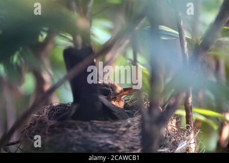 Singdrossel brütet auf dem Nest in einem Rhododendron-Busch Stockfoto