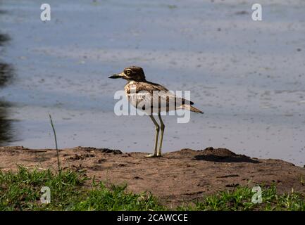 Die kryptische Tarnung des Wasserdickkniees oder Dikkop ist typisch für die Stone Curlew Familie. Sie verstecken sich in der Regel in dicken Hülle während des Tages Stockfoto