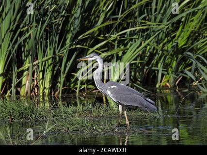 Grauer Reiher im Teich mit grünem Schilfgras im Hintergrund Stockfoto