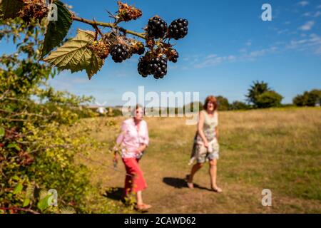 Brighton UK, 6. August 2020: Brombeeren wachsen wild in einer East Sussex Hecke Stockfoto