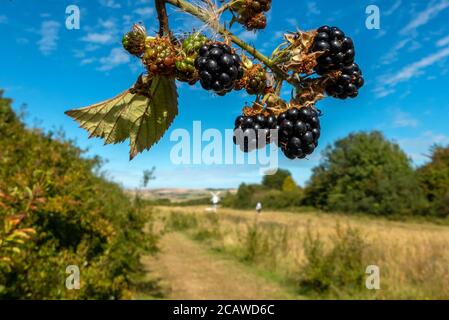 Brighton UK, 6. August 2020: Brombeeren wachsen wild in einer East Sussex Hecke Stockfoto