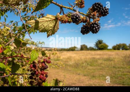 Brighton UK, 6. August 2020: Brombeeren wachsen wild in einer East Sussex Hecke Stockfoto