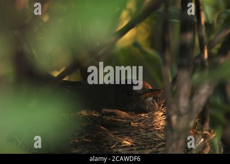 Singdrossel brütet auf dem Nest in einem Rhododendron-Busch Stockfoto