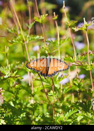 Schöne vertikale Aufnahme einer Königin Schmetterling auf Grün thront Anlagen Stockfoto