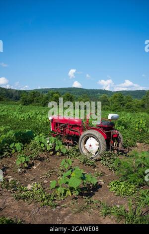 An einem klaren Sommernachmittag im ländlichen New York ruht ein roter Vintage-Traktor auf einem landwirtschaftlichen Feld, umgeben von Hügeln. Stockfoto