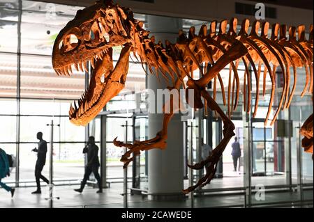 NIGER, Niamey, Flughafen, fossile Knochen des Dinosauriers Afrovenator abakensis / Dinosaurier Skelett am Flughafen Stockfoto
