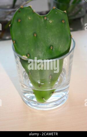 Kaktusherz in einem Glas Wasser Stockfoto