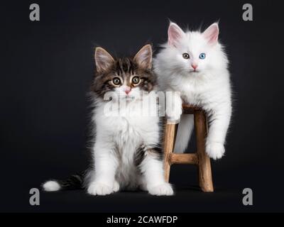 Niedliche schwarze gestromte mit weißen und festen weißen ODD Eyed Norwegian Forestcat Kätzchen, sitzend / liegend auf und neben kleinen Holzhocker. Beide Lo Stockfoto