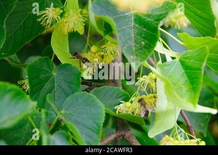 Honigbiene und der Lindenbaum Stockfoto