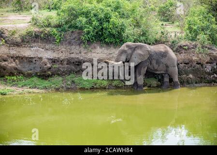 Elefant am Ufer des Kazinga Kanals im Murchison Falls National Park, Uganda Stockfoto