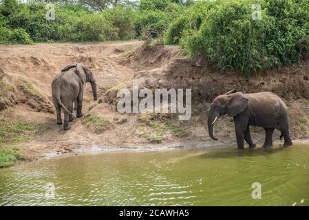 Zwei Elefanten am Ufer des Kazinga-Kanals im Murchison Falls National Park, Uganda Stockfoto