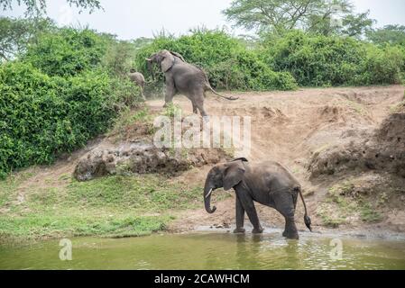 Zwei Elefanten am Ufer des Kazinga-Kanals im Murchison Falls National Park, Uganda Stockfoto