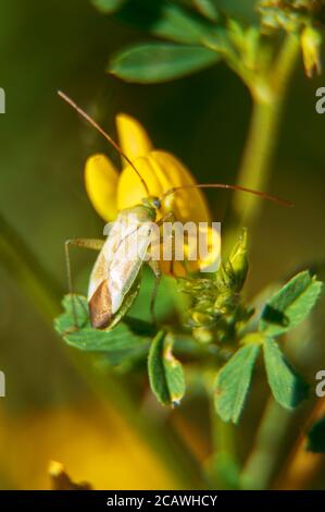 Makroaufnahme von Common Damsel Bug auf der Blume. Nabis rugosus Stockfoto