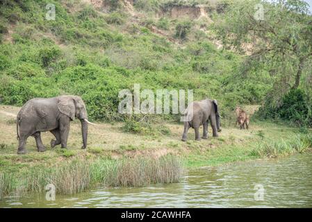 Zwei Elefanten und Wasserböcke am Ufer des Kazinga Kanals im Murchison Falls National Park, Uganda Stockfoto