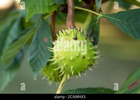 Kastanienfrüchte hängen am Baum, Blätter Stockfoto