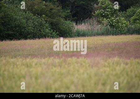 Ein kleiner Hirsch auf einem Feld schaut zu mir Stockfoto