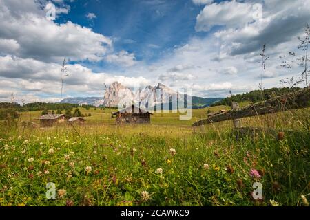 Seiser Alm - Seiser Alm mit Langkofel - Langkofel Berggruppe vor blauem Himmel mit Wolken. Sommerblumen und Holzchalets während des Summs Stockfoto