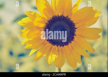 Sonnenblume Nahaufnahme Farbfoto an einem sonnigen Tag Stockfoto