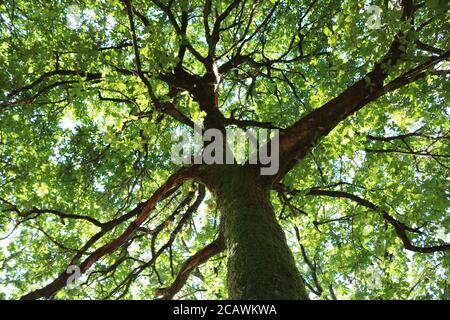 Einen Baum aus einer anderen Perspektive zu sehen ist immer interessant, besonders wenn wir die Unregelmäßigkeit und Symmetrie sehen können, die in einem Baum existieren können. Stockfoto