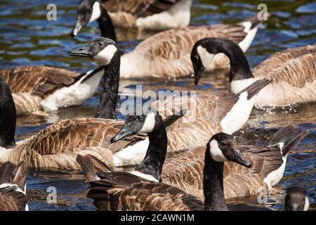 Kanadische Gänse Branta canadensis Stockfoto