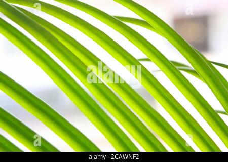 Nahaufnahme von frisch und grün Ölpalme verlässt Bild Stockfoto