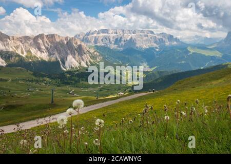 Panorama-Ansicht der verwackelten Sellagruppe mit Löwenzahn im Vordergrund von Seceda, Dolomiten, Trentino-Südtirol, Südtirol, Stockfoto