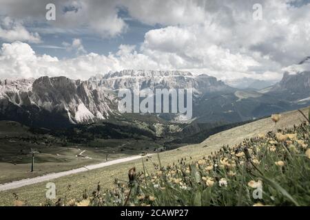 Landschaftlich reizvolle Aussicht auf die Sella-Gruppe mit gelben Butterblumen ranunculus im Vordergrund vom Seceda Berg, Dolomiten, Trentino Südtirol, so Stockfoto