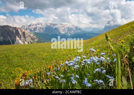 Landschaftlich reizvolle Sicht auf die verwackelten Sella-Gruppe mit Sommerblumen im Vordergrund vom Seceda Berg, Dolomiten, Trentino Südtirol, Süd Ty Stockfoto