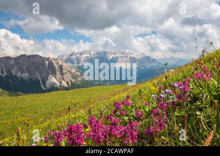 Landschaftlich reizvolle Sicht auf die verwackelten Sella-Gruppe mit Sommerblumen im Vordergrund vom Seceda Berg, Dolomiten, Trentino Südtirol, Süd Ty Stockfoto