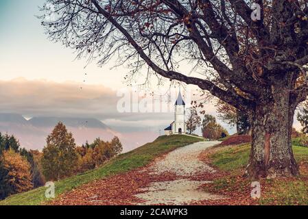 Schöne Sonnenuntergangslandschaft der Kirche Jamnik in Slowenien auf grünem Hügel mit den Bäumen und dem rosafarbenen Himmel Stockfoto