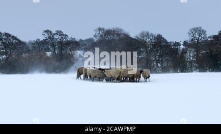 Kalten verschneiten Wintertag & hungrige Schafe im Schnee stehen (ausgesetzt windgepeitschten Feld) gesammelt rund Heuhaufen Essen Heu - Ilkley Moor, Yorkshire England Großbritannien. Stockfoto