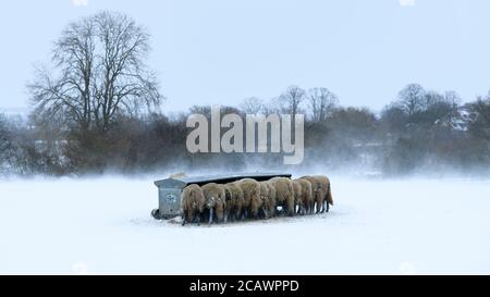 Kalten verschneiten Wintertag & hungrige Schafe im Schnee stehen (ausgesetzt windgepeitschten Feld) gesammelt rund Heuhaufen Essen Heu - Ilkley Moor, Yorkshire England Großbritannien. Stockfoto