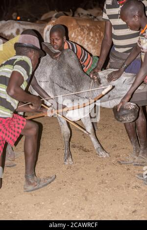 Blutvergießen von einer Kuh in einer Karamojong-Siedlung bei Nacht, Moroto District, Uganda Stockfoto