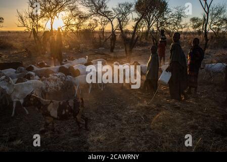 Rinder, die bei Sonnenaufgang aus dem Gehege (kraal) in einem Karamojong-Lager, Moroto District, Uganda, aussteigen Stockfoto