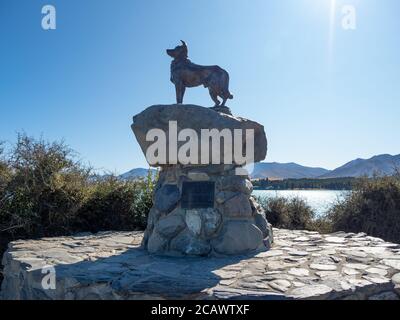 Tekapo, Neuseeland - 11. Feb 2020: Das Schäferhund-Denkmal ist eine bekannte Bronzestatue eines neuseeländischen Collie-Schäferhundes in der Nähe der Church of the Go Stockfoto