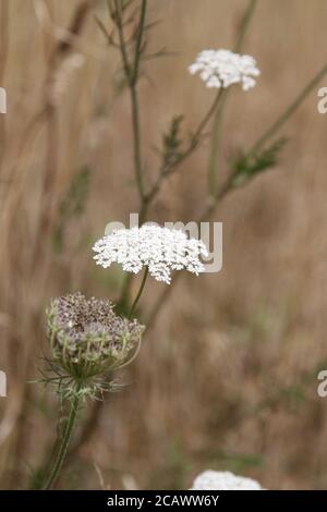 Anthriscus sylvestris, bekannt als Kuhpsilie, wilder Kerbel, wildschnabelige Petersilie oder keck, ist eine krautige Pflanze in der Familie der Apiaceae, Gattung Anthriscu Stockfoto