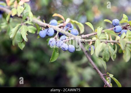 Schlehe Beeren (Prunus spinosa) Schwarzdorn wächst im August an der Filiale im Lepe Country Park, Hampshire, England, Großbritannien, August 2020 Stockfoto