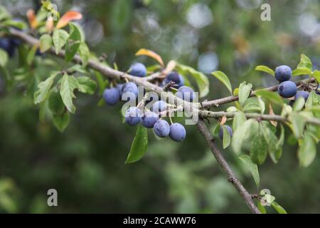 Schlehe Beeren (Prunus spinosa) Schwarzdorn wächst im August an der Filiale im Lepe Country Park, Hampshire, England, Großbritannien, August 2020 Stockfoto