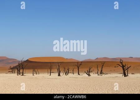 Deadvlei oder Dead Vlei, eine weiße Tonpfanne in der Nähe der bekannteren Salzpfanne von Sossusvlei, im Namib-Naukluft Park in Namibia Stockfoto