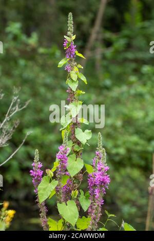 Heckenbindekraut (Calystegia sepium), die rund zuckert und aufwächst, lila Loosestrife Blume (Lythrum salicaria), Großbritannien, August Stockfoto