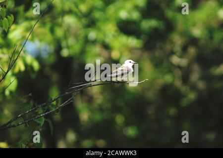 Scherenschwanz-Fliegenfänger in Disney Oklahoma, gute Qualität, Pretty Bird Stockfoto