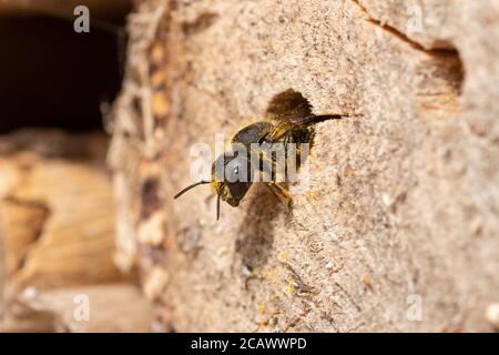 Orangenbeulte Maurerbiene (Osmia leaiana) Weibchen, die ihr Nest in einem Bienenhotel mit Pollen zur Verfügung stellt, Großbritannien, August Stockfoto